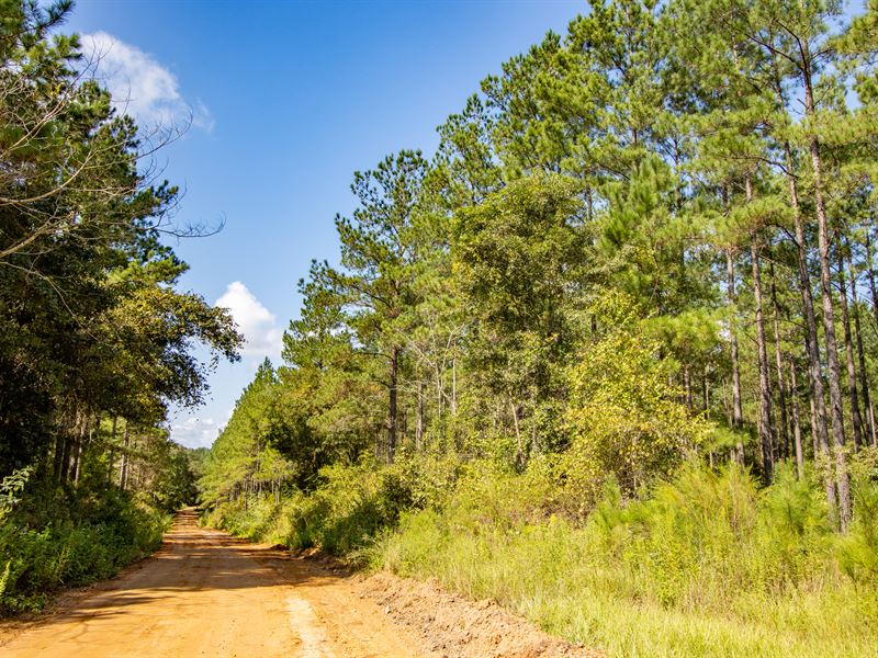 16 Ac Mini-Farm Homesite with Timbe : Graceville : Holmes County : Florida