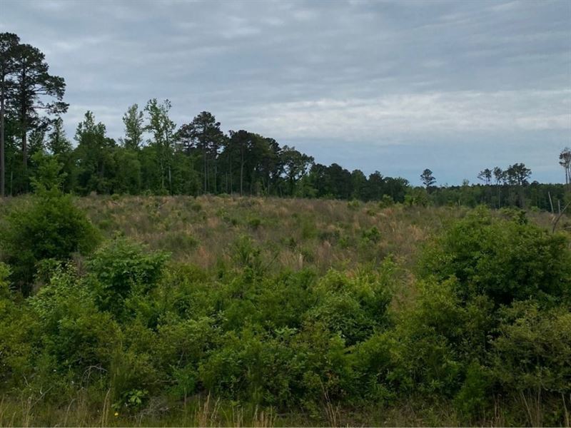 Powell Plantation Tract 1 : Deberry : Panola County : Texas