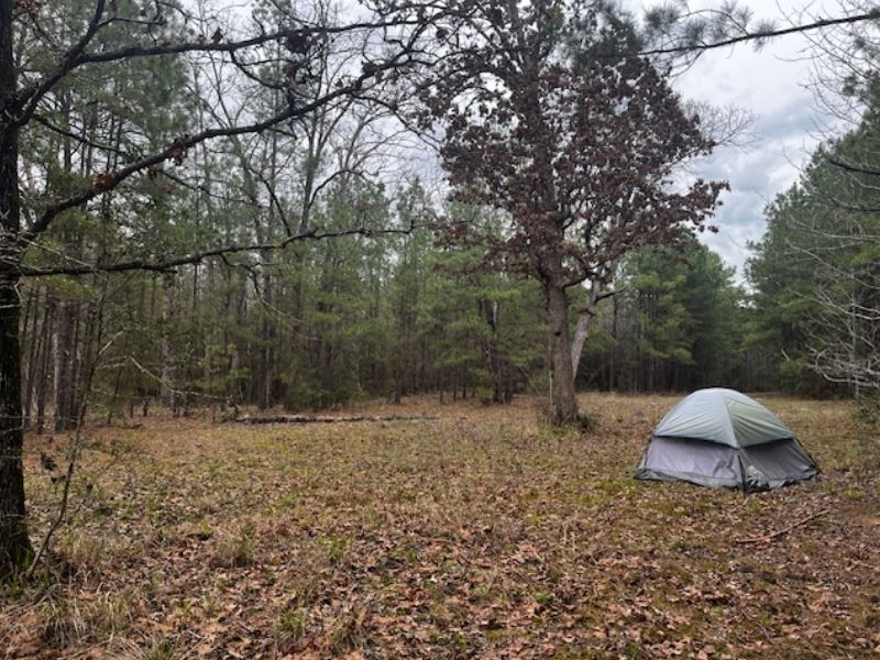 Rolling Hills Ranch 36 : Pineland : San Augustine County : Texas