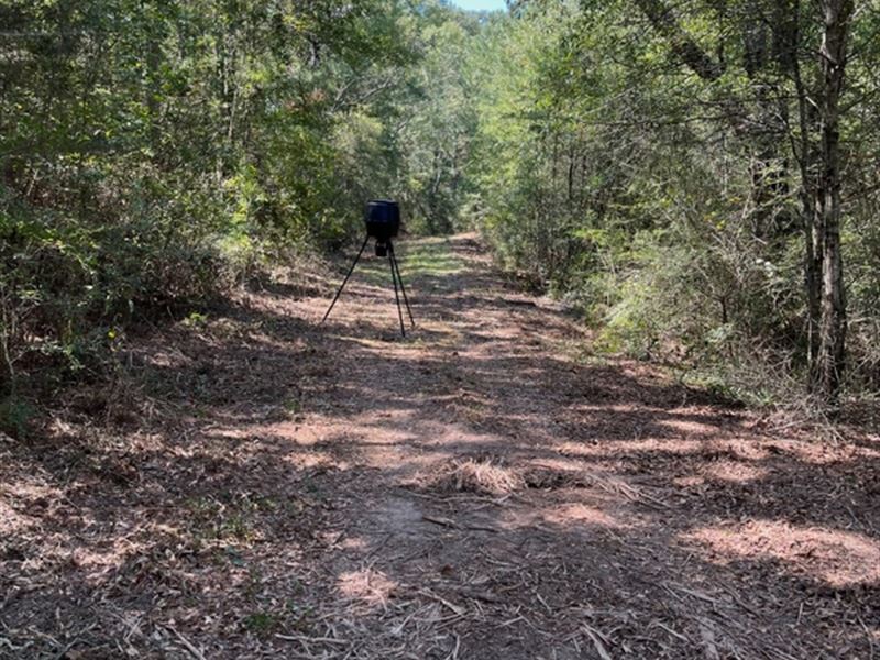 96 Acre Hunting and Timberland Prop : Carson : Jefferson Davis County : Mississippi