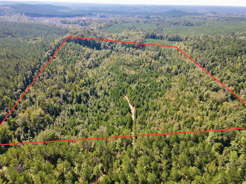 Off Grid 30 Acres : Goodwater : Tallapoosa County : Alabama