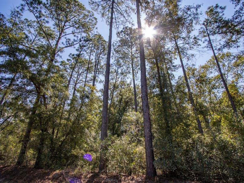 33 Ac Mini-Farm w Homesite & Timber : Bonifay : Holmes County : Florida