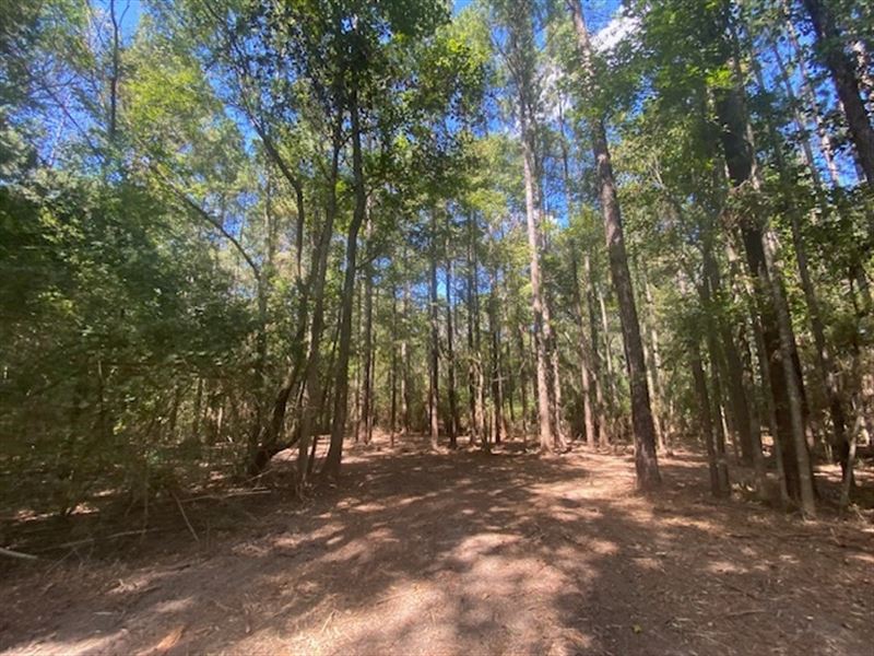 15 Wooded Acres in Salem School Dis : Tylertown : Walthall County : Mississippi