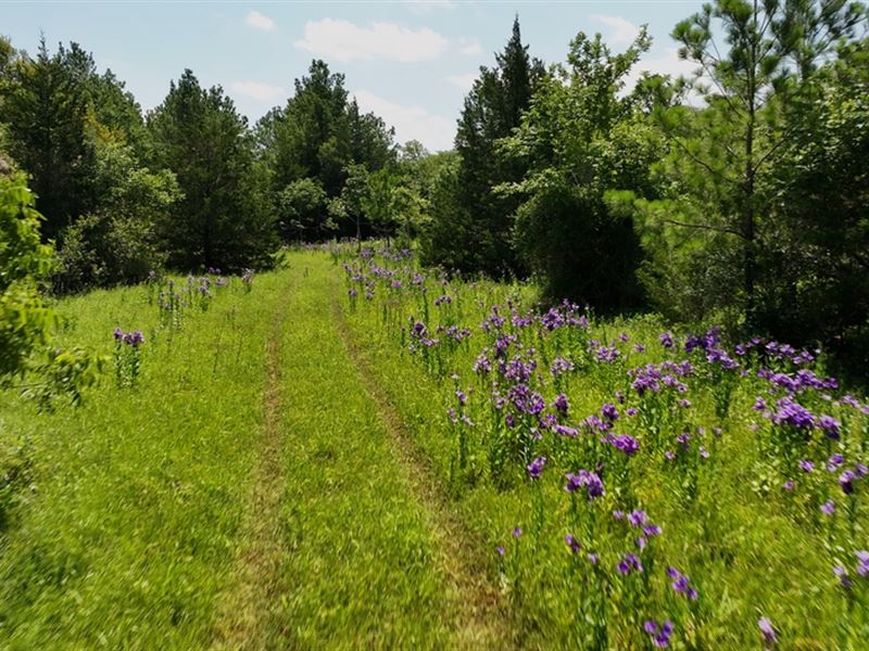 Painter's Canvas : Navasota : Grimes County : Texas