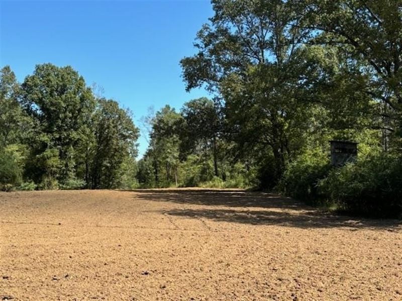 585 Acres Jefferson County Hunting : Meadville : Jefferson County : Mississippi