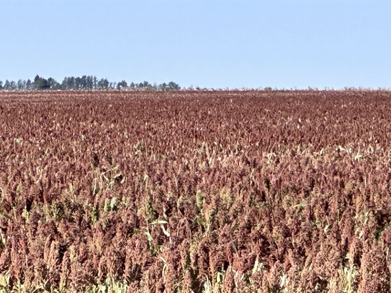 High Production Flagler, Co Farm : Flagler : Kit Carson County : Colorado