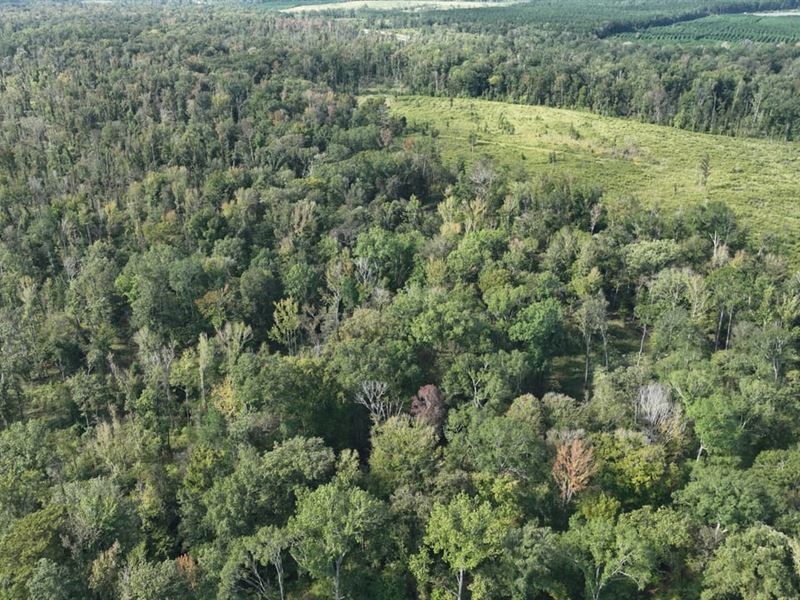 Ansley Hardwood Tract South, Jackso : Ruston : Jackson Parish : Louisiana