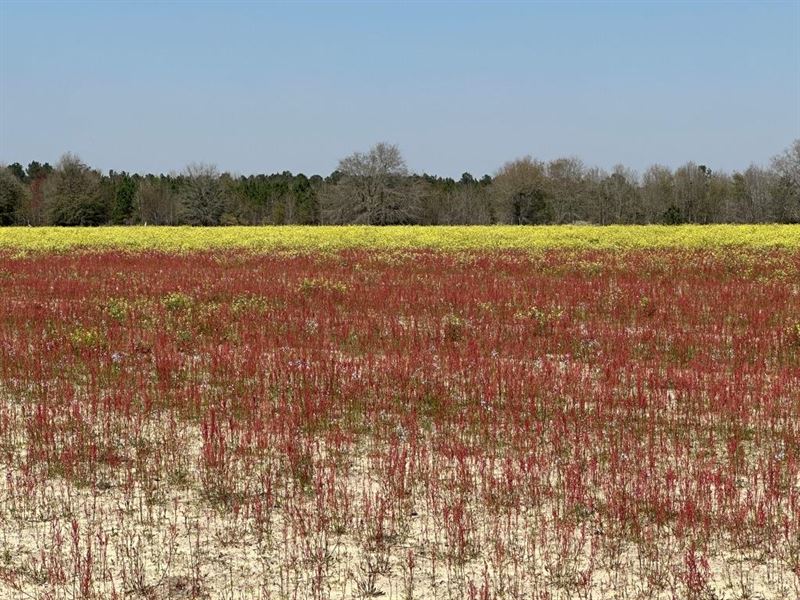 Seaborn Farm, Tract 4 : Statesboro : Bulloch County : Georgia