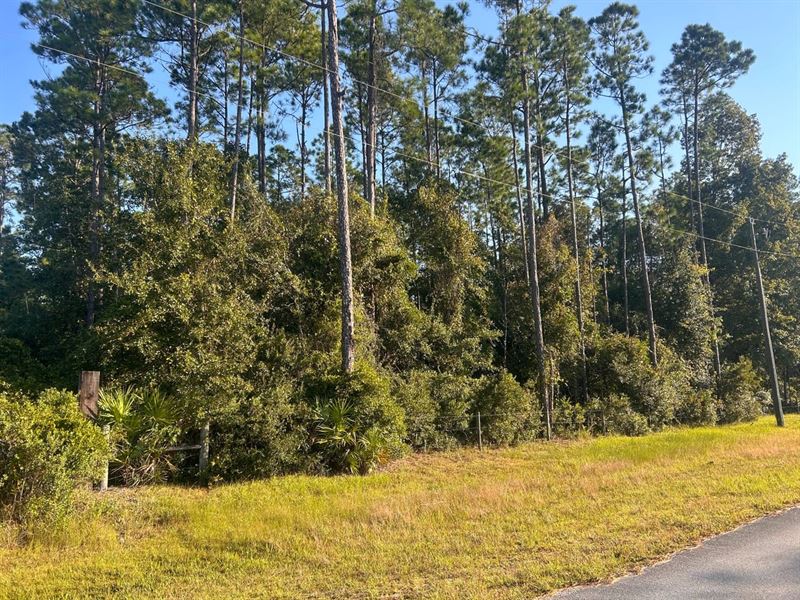 Eagle Creek 30 Acres : Green Cove Springs : Clay County : Florida