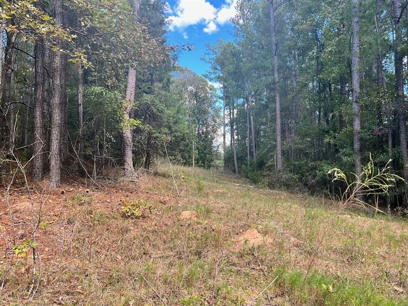 Beautiful Wooded Acres : Carlton : Oglethorpe County : Georgia