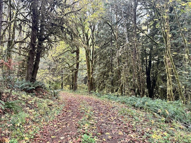 Coon Creek : Vernonia : Columbia County : Oregon