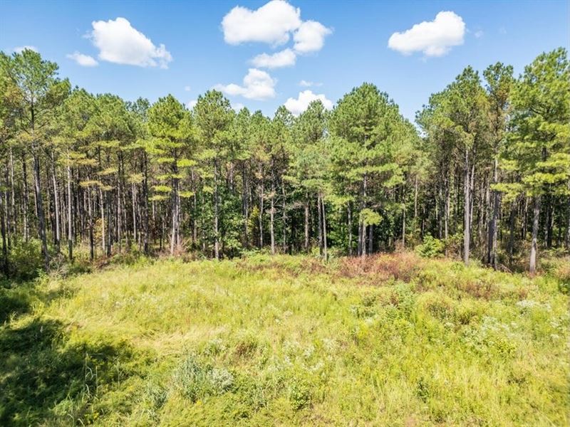 35 Acres for Sale Starkville MS : Starkville : Oktibbeha County : Mississippi