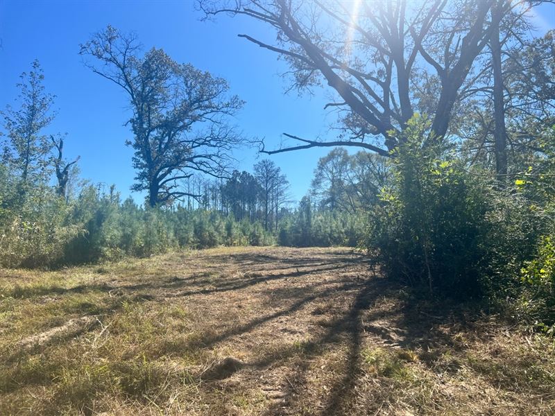 44 Acres in Simpson County, MS : D&Rsquo;Lo : Simpson County : Mississippi