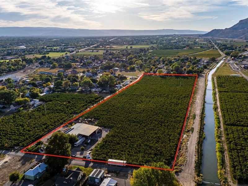 Colorado Peach Orchard and Developm : Palisade : Mesa County : Colorado