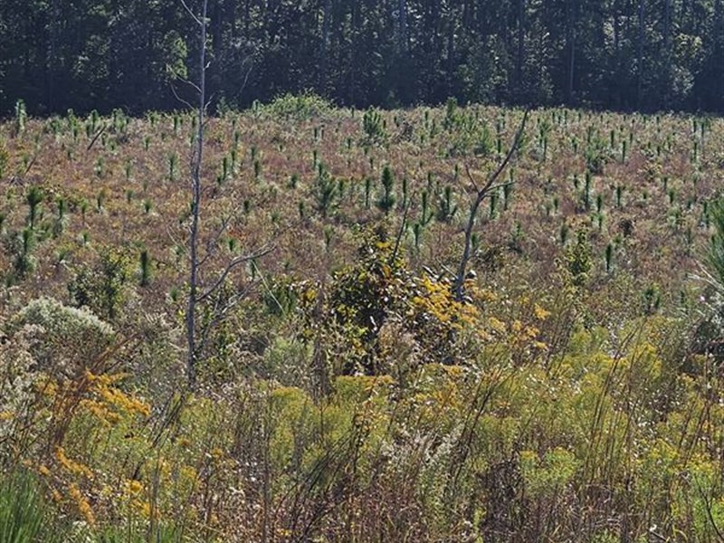 157 Acres with Planted Longleaf : Walker Springs : Clarke County : Alabama