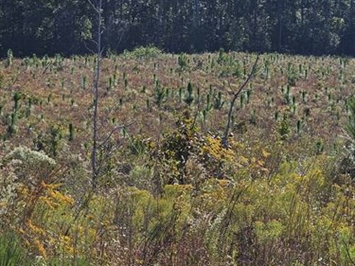 157 Acres with Planted Longleaf : Walker Springs : Clarke County : Alabama