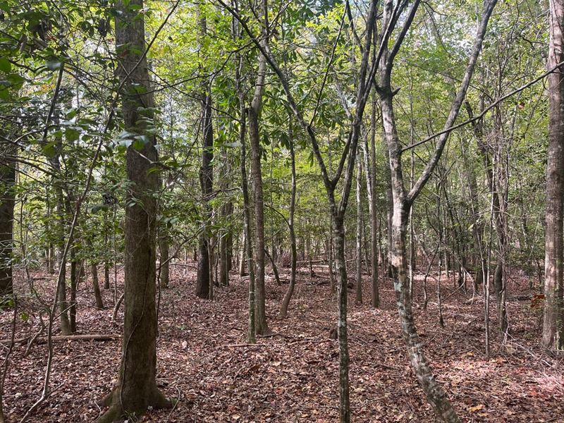 Affordable Hunt & Homesite : Toomsboro : Wilkinson County : Georgia