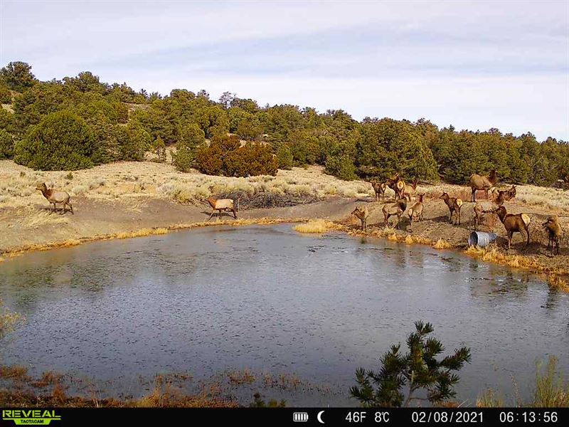 Mangitas Springs Ranch : Quemado : Catron County : New Mexico