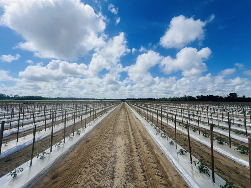 Airport Farm : Bainbridge : Decatur County : Georgia