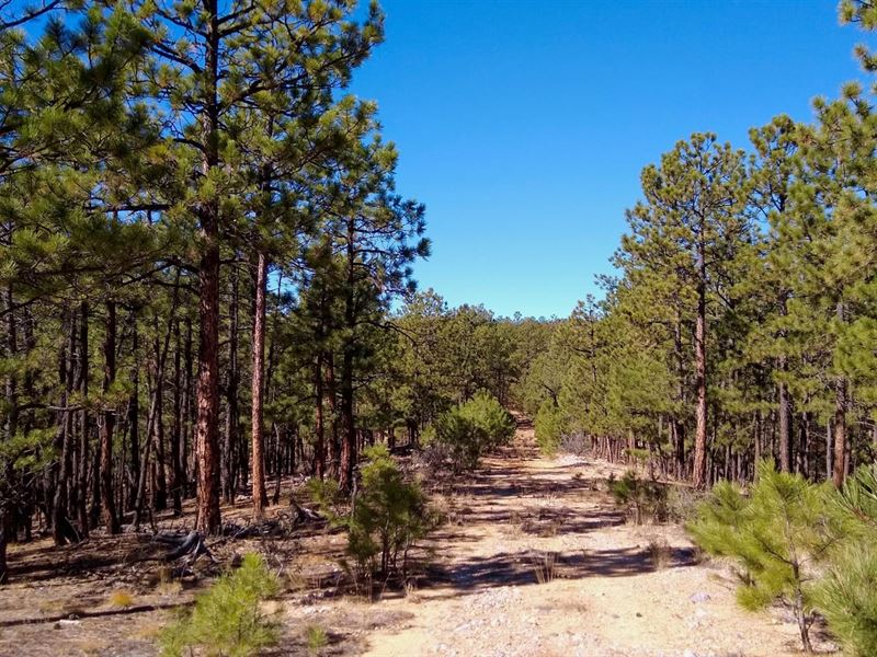 Ponderosa Pine Retreat : Weston : Las Animas County : Colorado