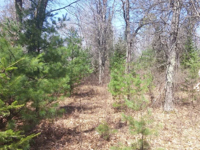 5.2 Acres Near State Land & Lakes : Springbrook : Washburn County : Wisconsin