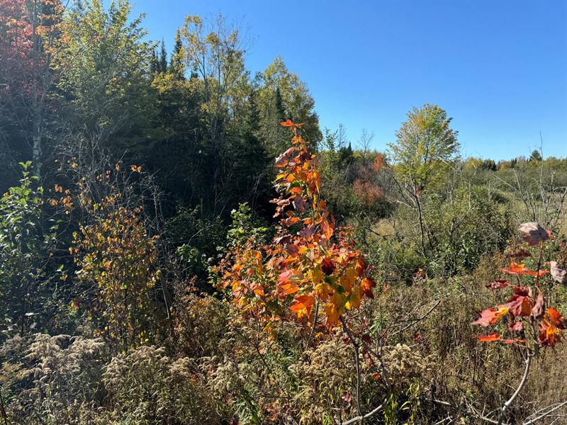 40 AC Prime Hunting Land : Catawba : Price County : Wisconsin