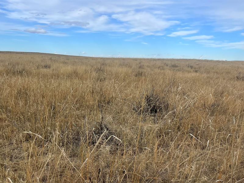 North Yuma County Pasture / Dryland : Yuma : Yuma County : Colorado