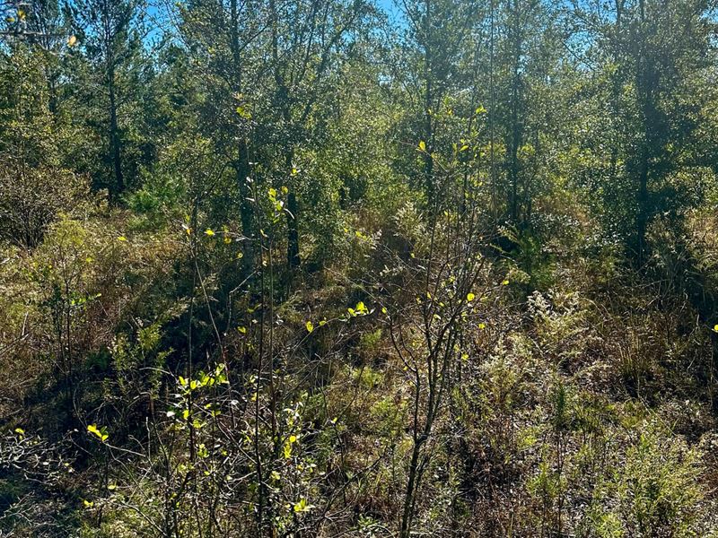 5-Acres on River Trace Trail : Lee : Madison County : Florida