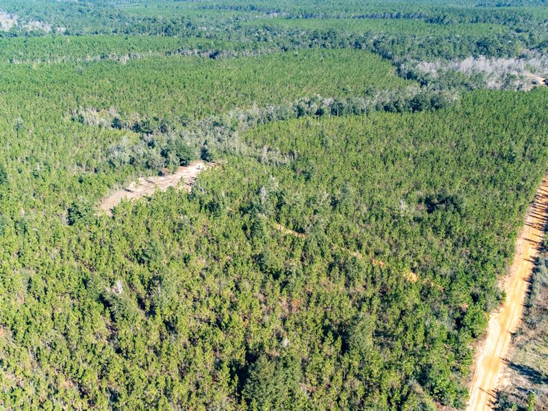 1,515 Ac Timberland Invesment : Defuniak Springs : Walton County : Florida