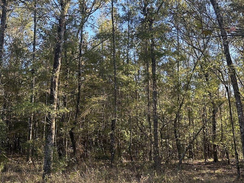 222 Acres Mt. Carmel Rd. Millry : Millry : Washington County : Alabama