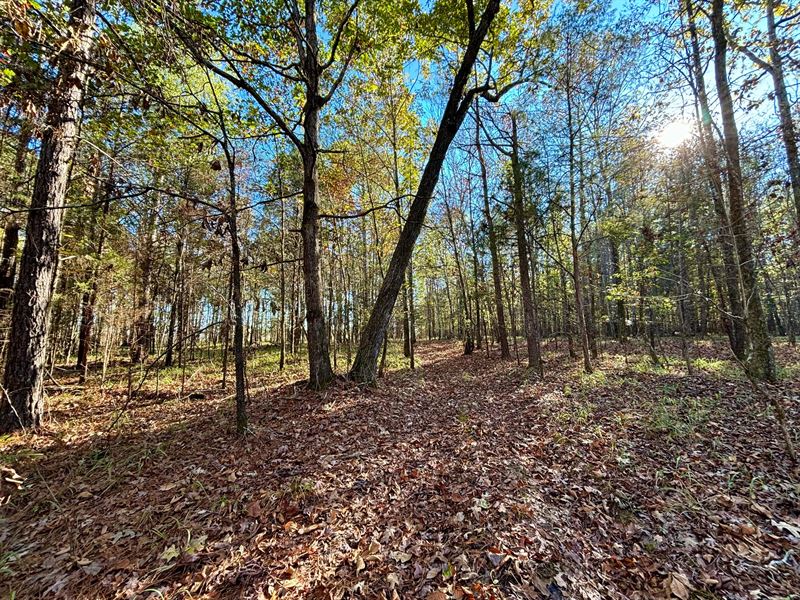 21.1 Acres in Chickasaw County, MS : Houlka : Chickasaw County : Mississippi