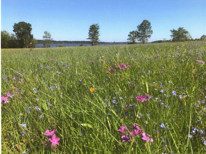 McMillan 10 : Lewisville : Lafayette County : Arkansas