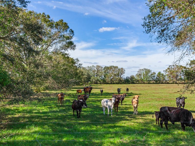 Peaceful Fort Meade Retreat : Fort Meade : Polk County : Florida