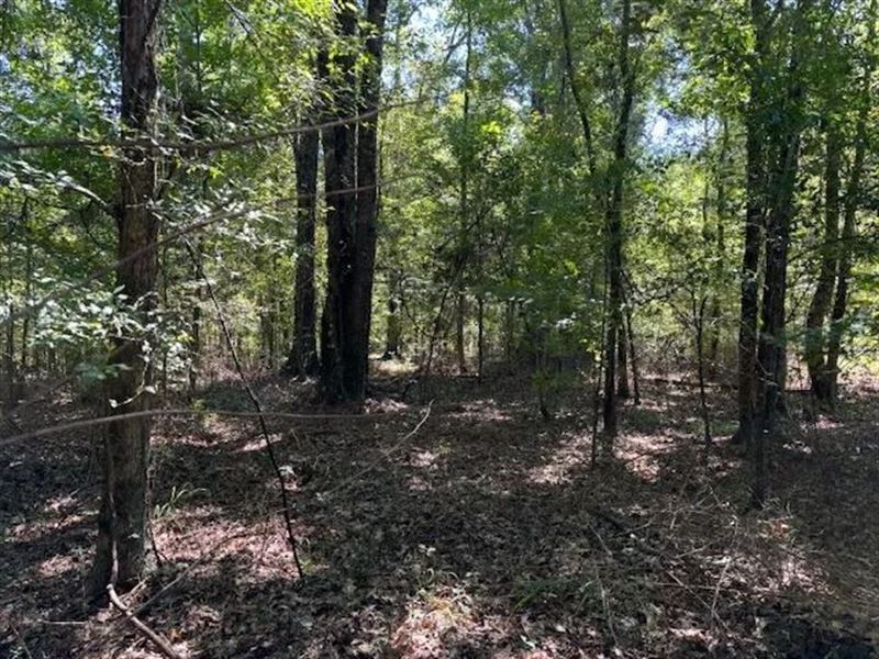 145 Acres Jefferson County Hunting : Meadville : Jefferson County : Mississippi