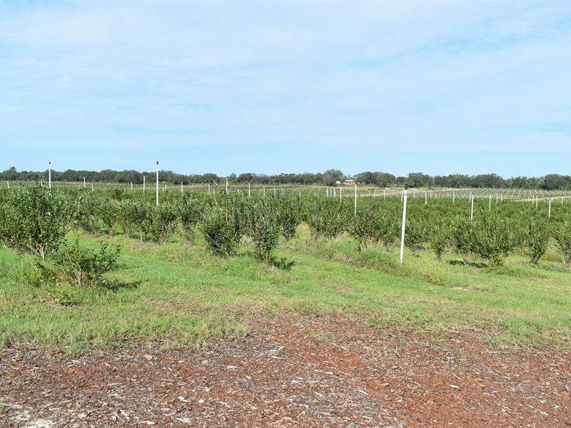 Citrus County Blueberry Farms : Dunnellon : Citrus County : Florida