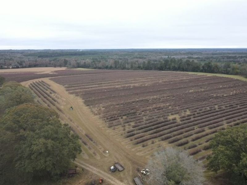 Ramey Blueberry Farms : Waynesboro : Wayne County : Mississippi