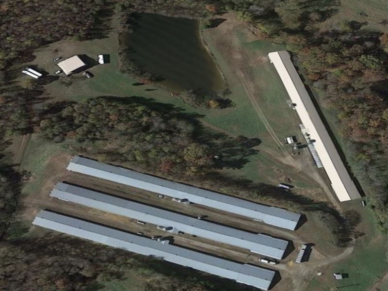 Super Nice Pullet Farm in Cleveland : Cleveland : White County : Georgia