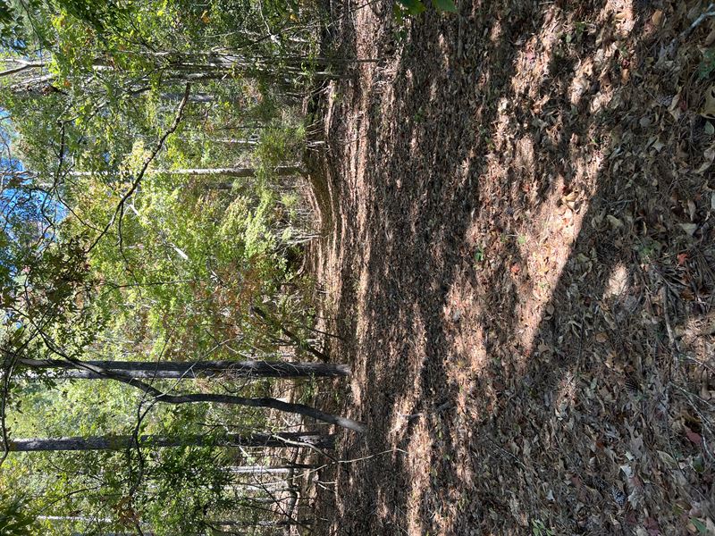 15 Wooded Acres with Homesite : Centreville : Bibb County : Alabama