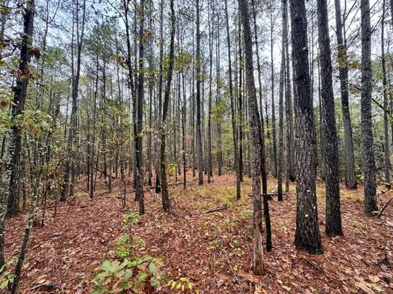 46 Acres in Yalobusha County in Cof : Coffeeville : Yalobusha County : Mississippi