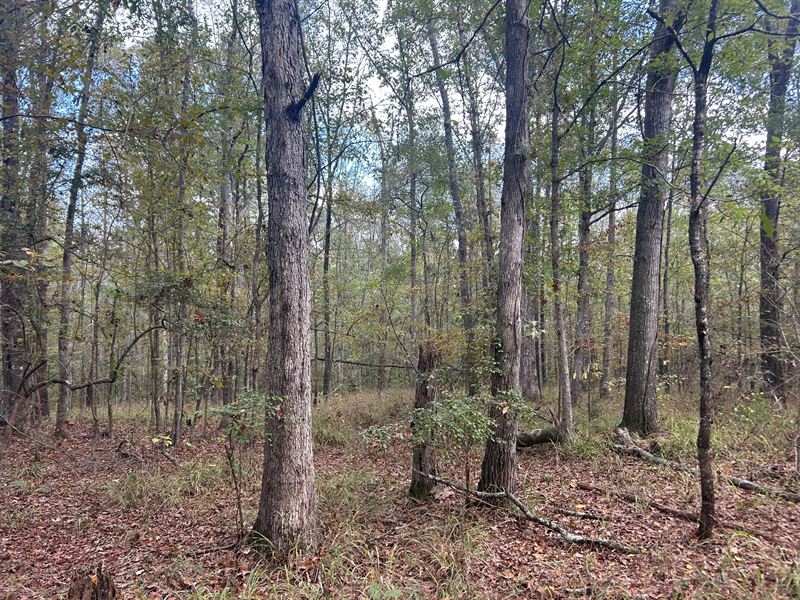 51.805 Acres in Copiah County, MS : Crystal Springs : Copiah County : Mississippi