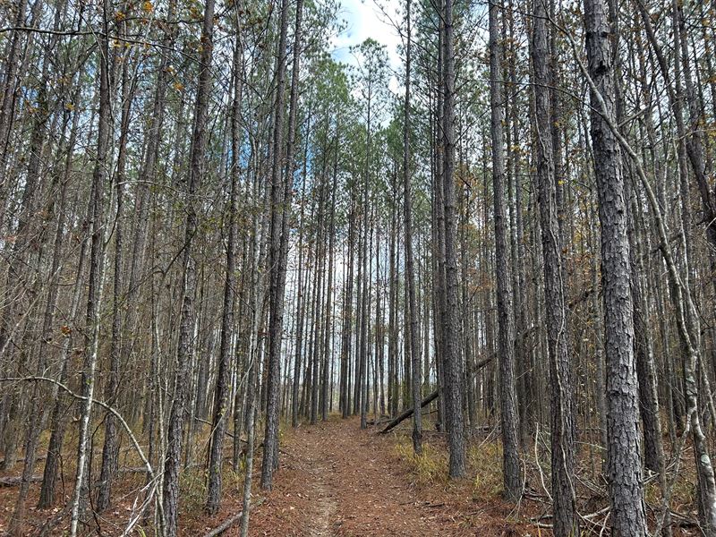 64.06 Acres in Rankin County, MS : Lena : Rankin County : Mississippi