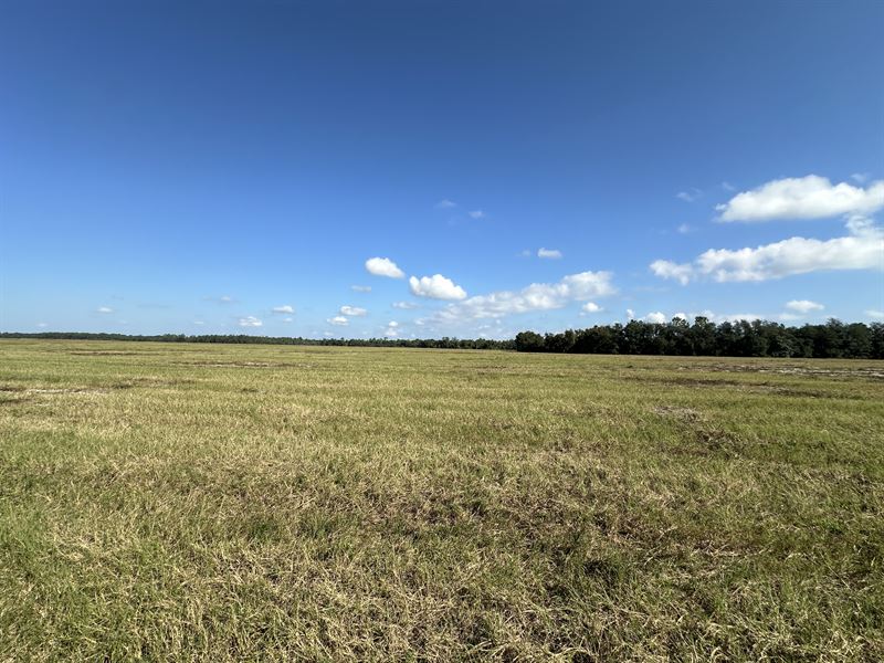 Lot 8, 10.09 Ac Hwy 318, Citra, FL : Citra : Marion County : Florida