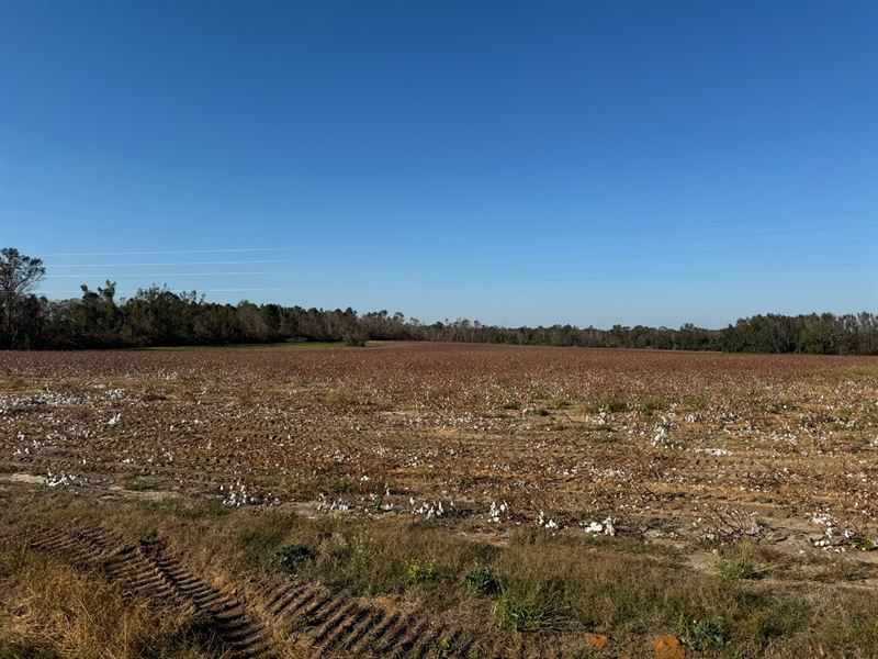 Wadley Cropland on Coleman Chapel : Wadley : Jefferson County : Georgia