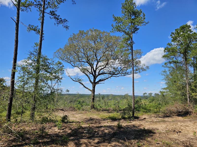 Winter Of 69 : Ariton : Dale County : Alabama