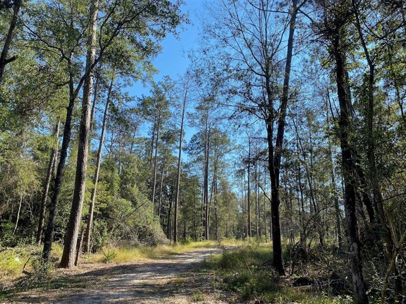 Bunker Hill Tract : Buna : Jasper County : Texas