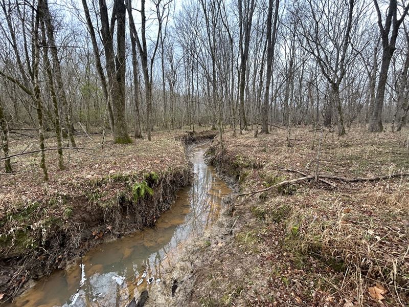 Three Creeks Hunting Tract : Knoxville : Crawford County : Georgia