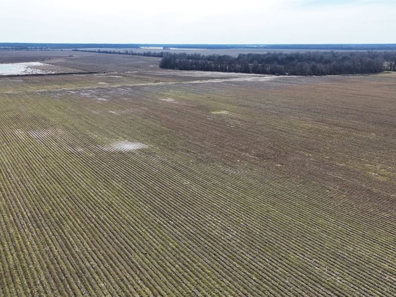 Sbravati Farm : Lambert : Quitman County : Mississippi