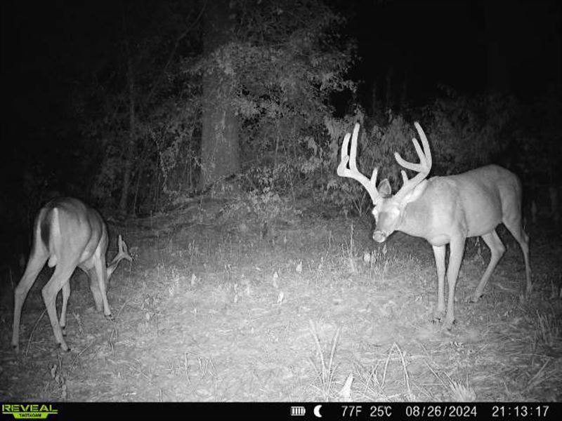 Big Bucks, Turkeys and Timber : Vicksburg : Warren County : Mississippi