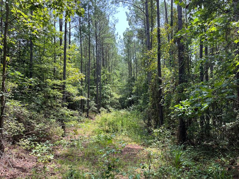 40 Acre Recreational Timber Trac : Eutaw : Greene County : Alabama