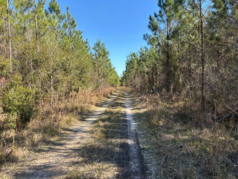 Brushy Hammock Farm Lot 3 : Mayo : Lafayette County : Florida